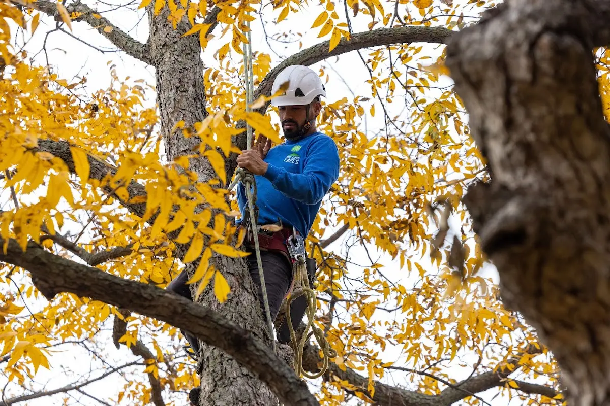 Skilled Tree Planting crew working in Randolph